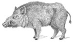 wildzwijn